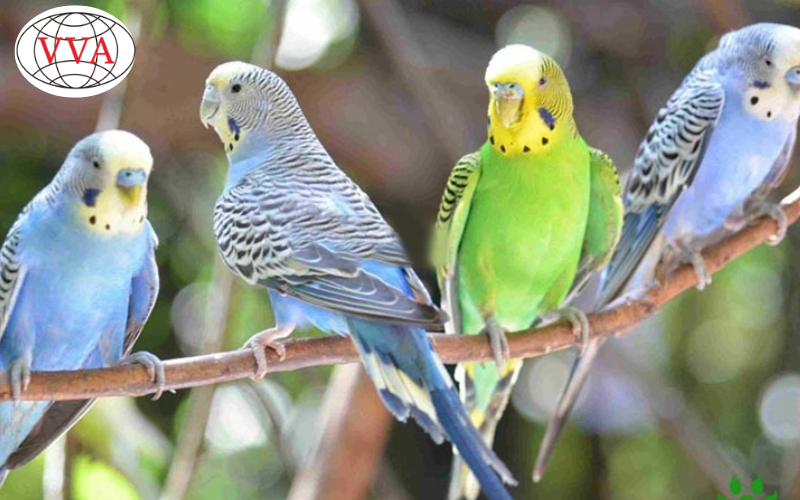 Hình 5: Cách chăm sóc chim Yến Phụng 